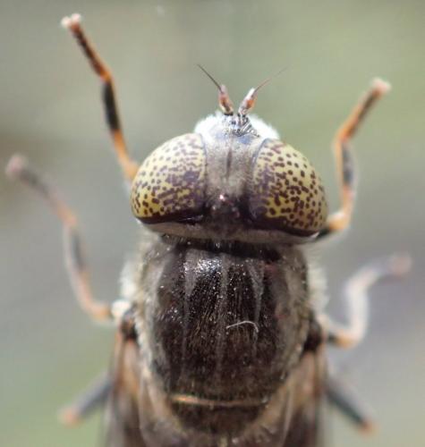 Eristalinus aeneus
